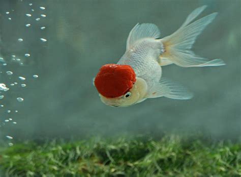 鶴頂紅金魚|鶴頂紅金魚飼養的注意點